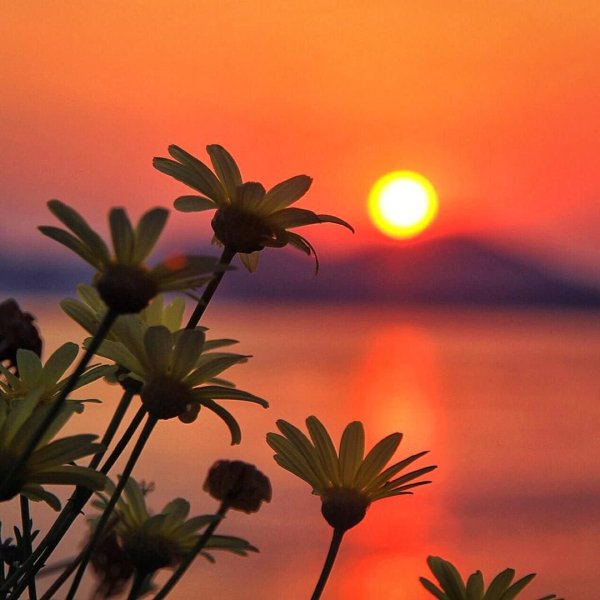 Цветочки на закате