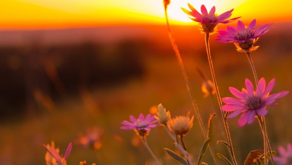 Цветы на рассвете