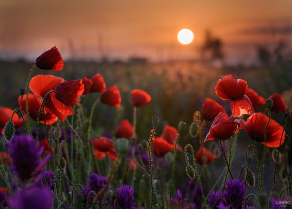 Цветы на закате