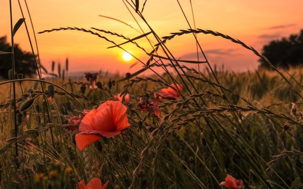 Цветы на рассвете