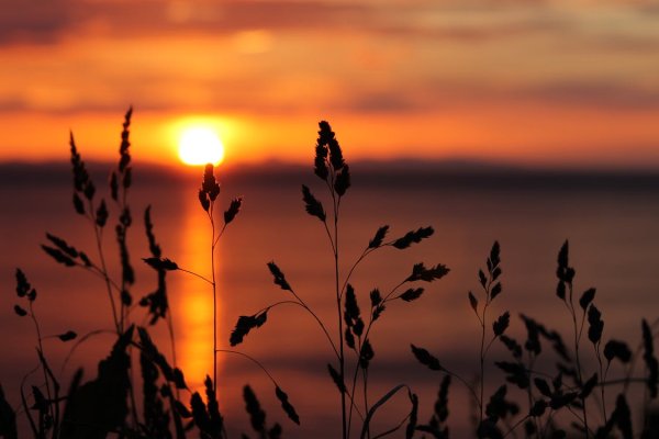 Ромашки на закате