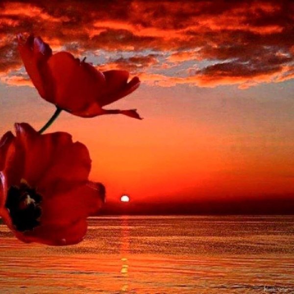 Полевые цветы на закате