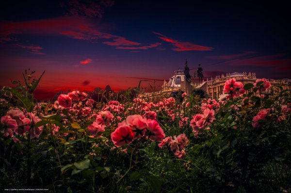 Красивые цветы на рассвете