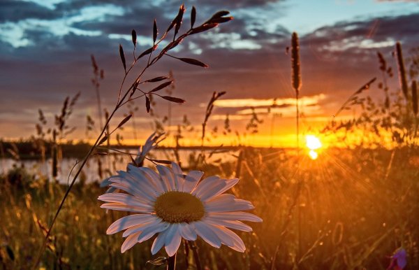 Розы на рассвете