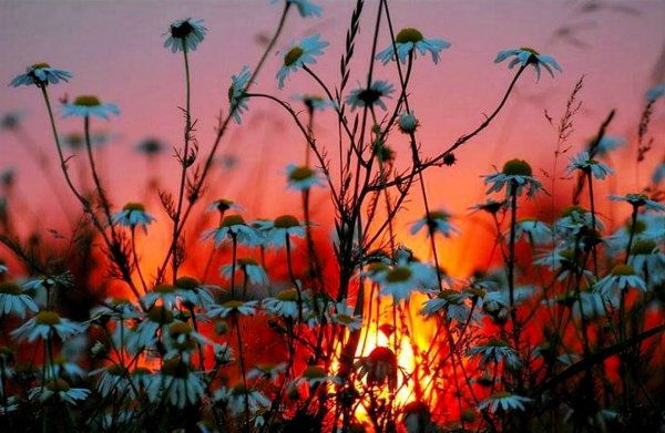 Цветы и море