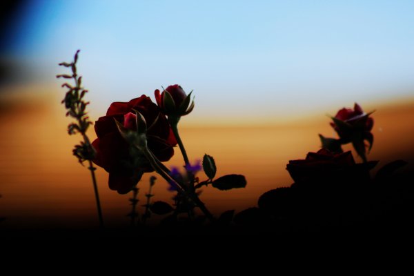 Красивый летний закат