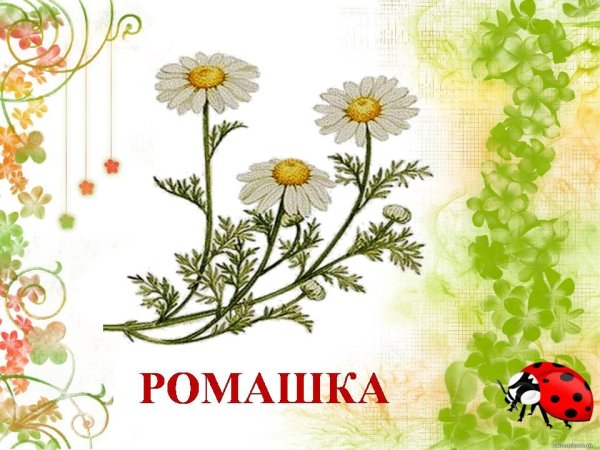 Плакат лекарственные растения