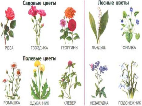 Растения для дошкольников