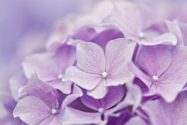 Нежно сиреневые цветы