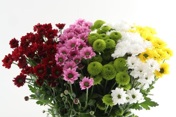 Хризантема gemengd