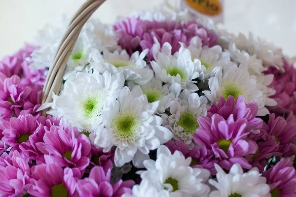 С днём рождения хризантемы