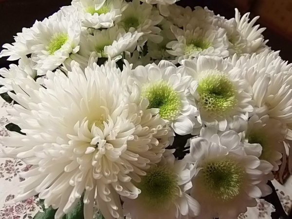 Хризантема Бридал Роуб