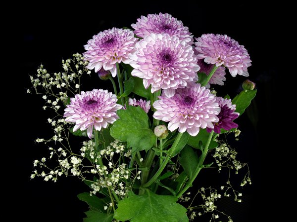 Хризантема Нордштерн