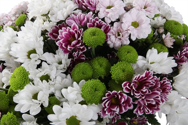 Хризантема Сантини помпон микс