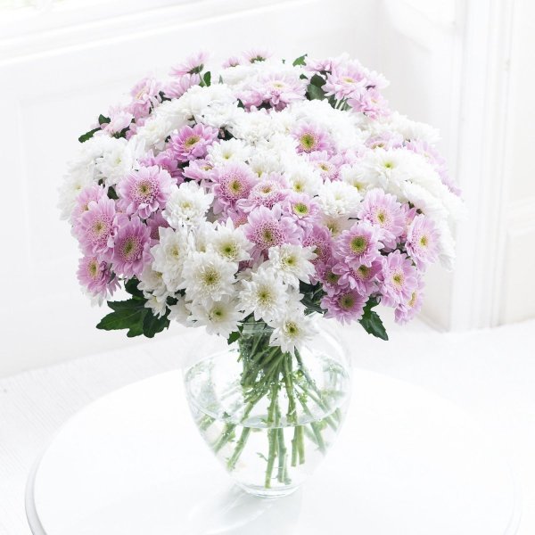 Хризантема Серенити Свит