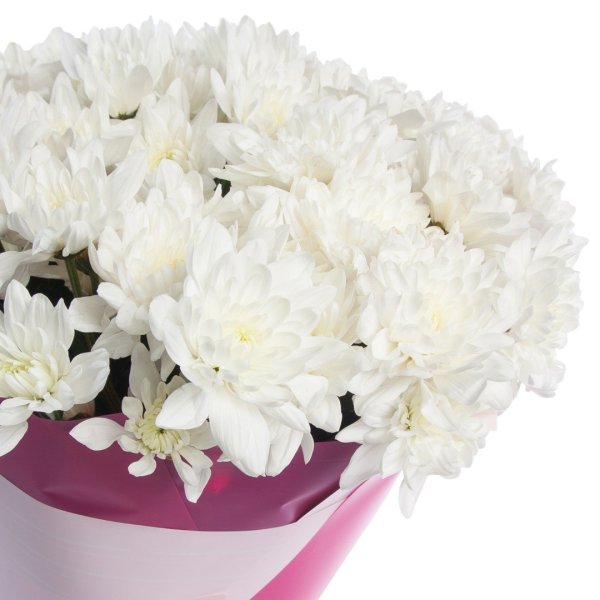 Хризантема бежевая