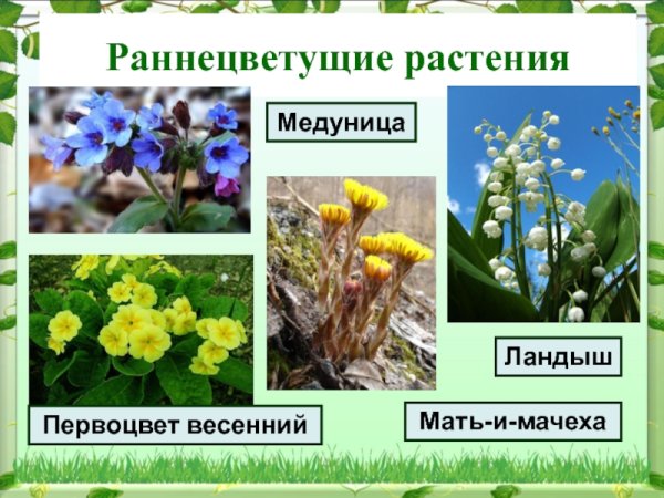 Первоцветы и раннецветущие