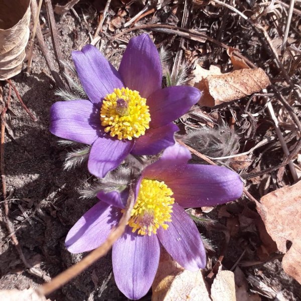 Раннецветущие цветы весной