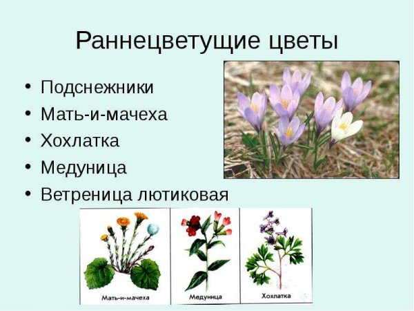 Раннецветущие растения весной 2