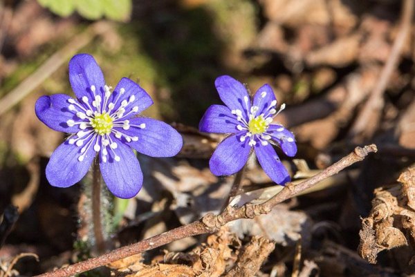Крокус ветреница