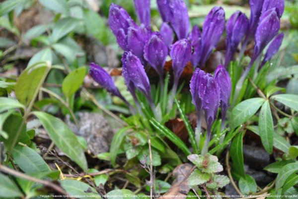 Раннецветущие травянистые растения весной