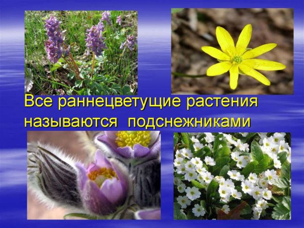 Мать и мачеха раннецветущее