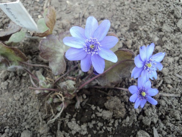 Рисунок раннецветущих растений