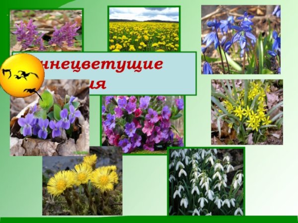 Раннецветущие цветы