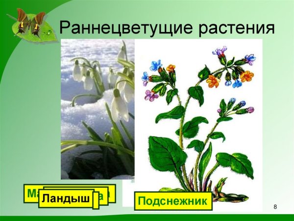 Раннецветущие травянистые растения