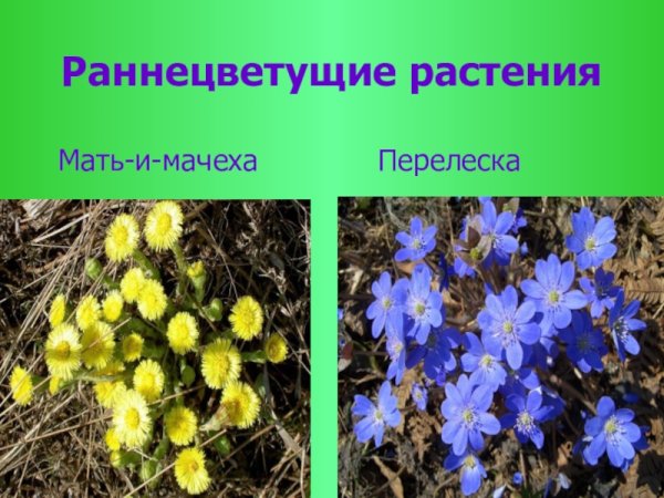 Раннецветущие растения многолетние