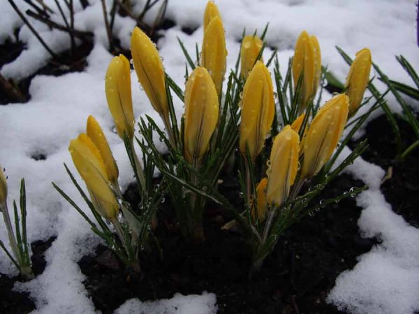 Раннецветущие растения Подснежник