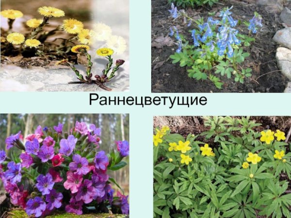 Раннецветущие растения Орловской области