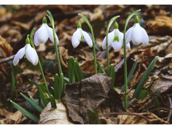 Раннецветущие растения Башкортостана