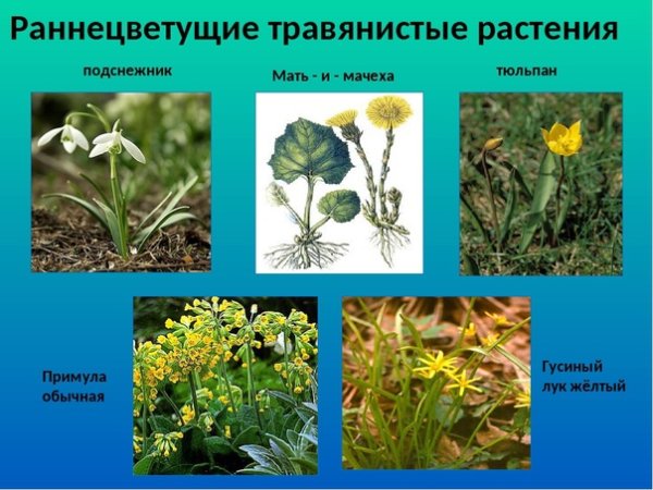 Первоцветы и раннецветущие