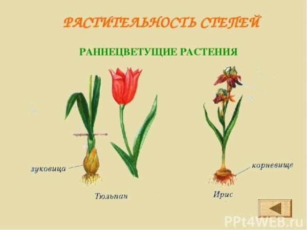 Многолетник печеночница