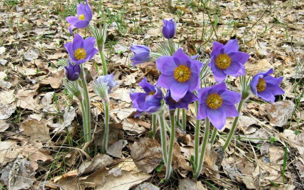 Первоцветы ветреница калужница