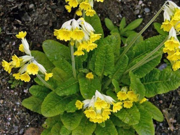 Примула Лесная первоцвет