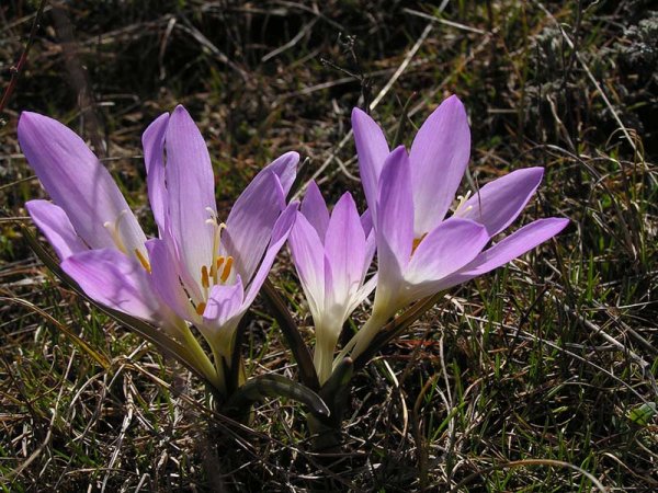 Растение первоцвет весенний лекарственный (примула)