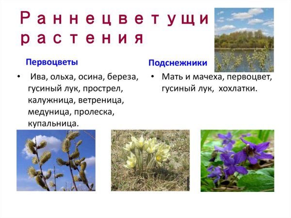 Первоцветы Волго Ахтубинской Поймы