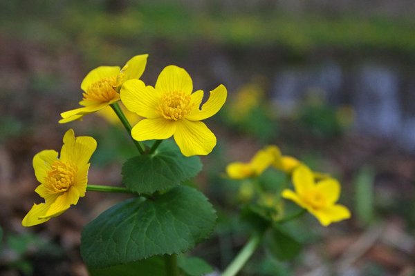 Первоцветы пролески