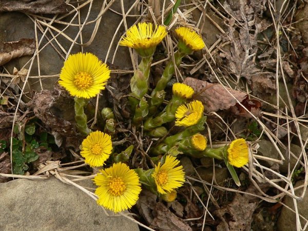 Печеночница презентация
