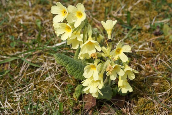 Примула цветок соцветие