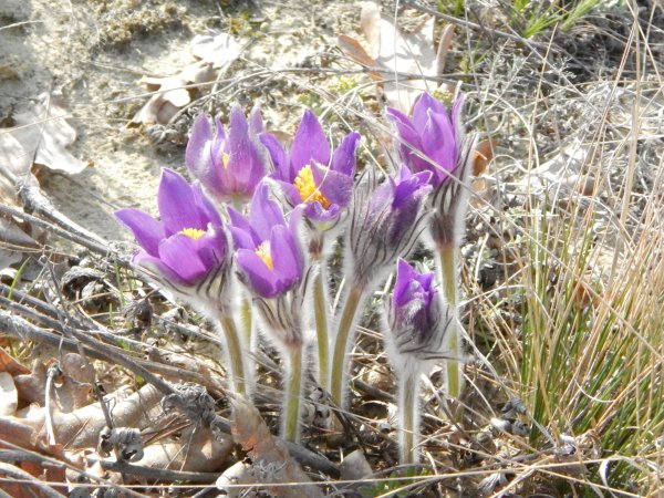 Белоцветник весенний