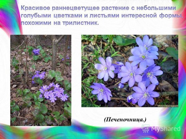 Раннецветущие травянистые растения