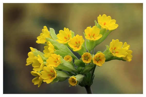 Первоцвет белоцветник