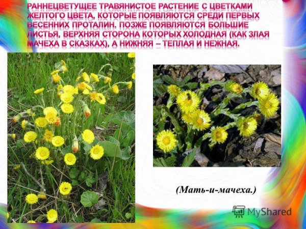 Прострел Луговой Альба