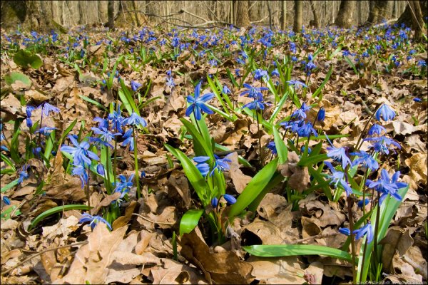 Луковичные цветы первоцветы