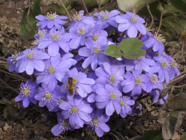 Раннецветущие растения 2кл