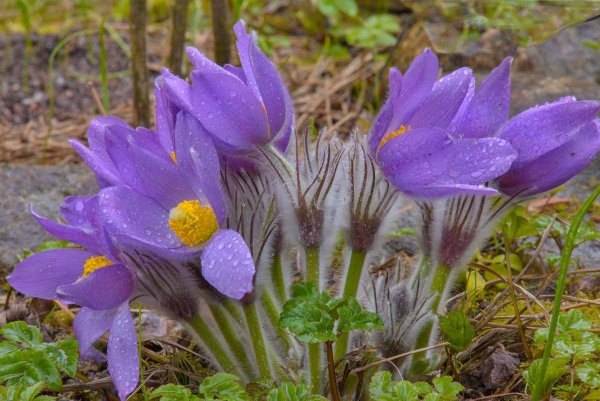 Первоцветы Адыгеи