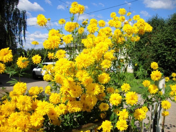 Рудбекия золотой шар